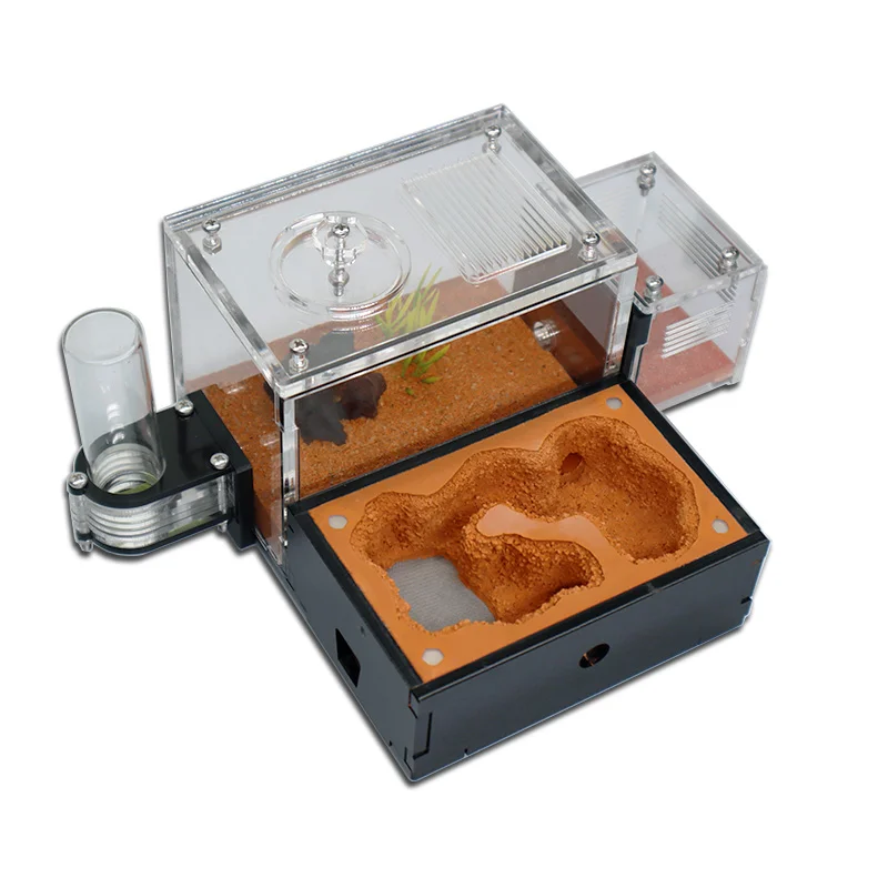 Begonia Rex - Yellow Soil Ant Farm with External