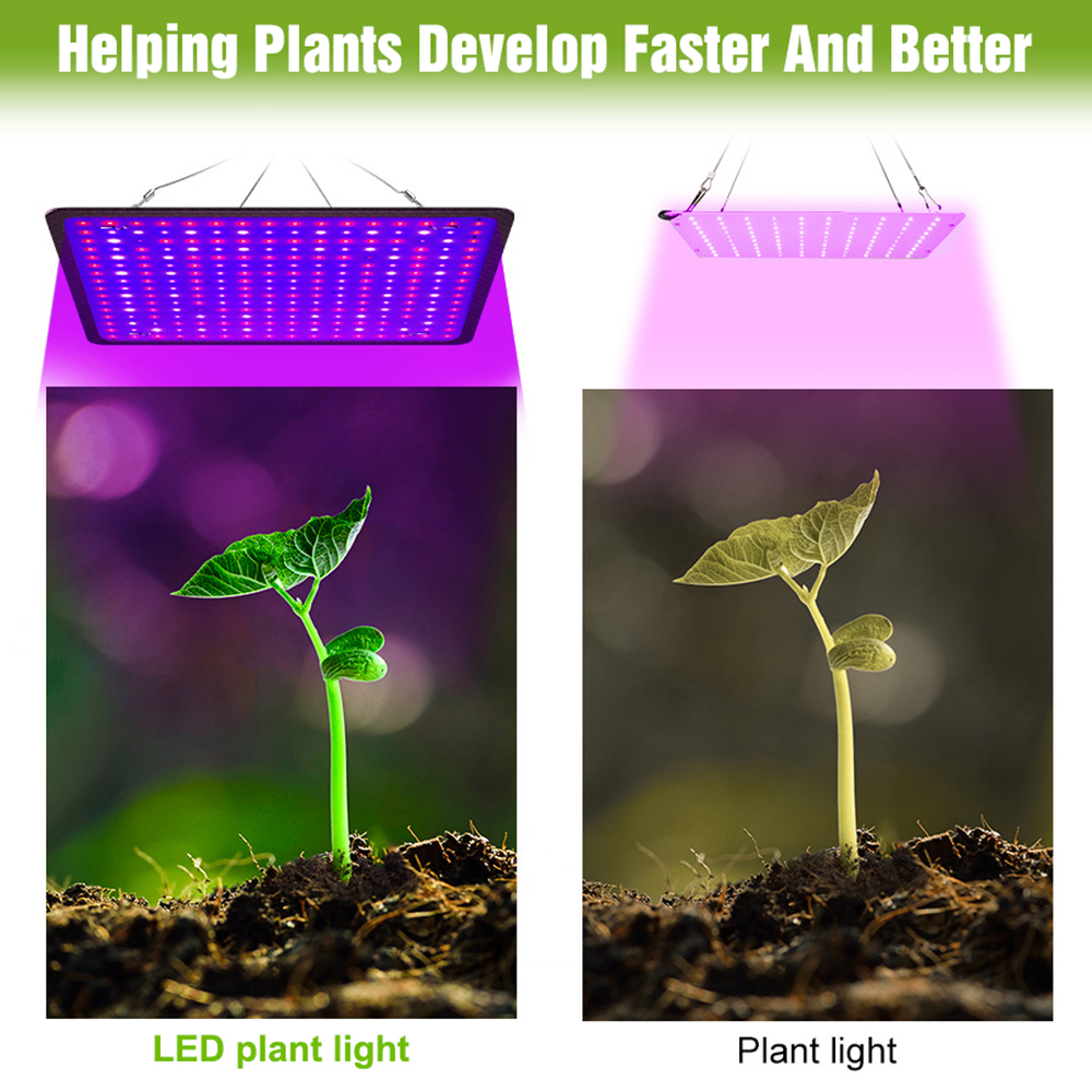 400W LED Grow Light Full Spect – Echeveria Succulent Bewertung und Preis