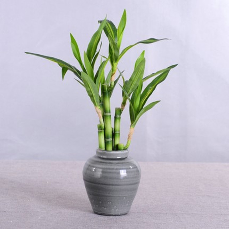 New 40cm rFtificial Lucky Bamb – Echeveria Succulent Bewertung und Preis