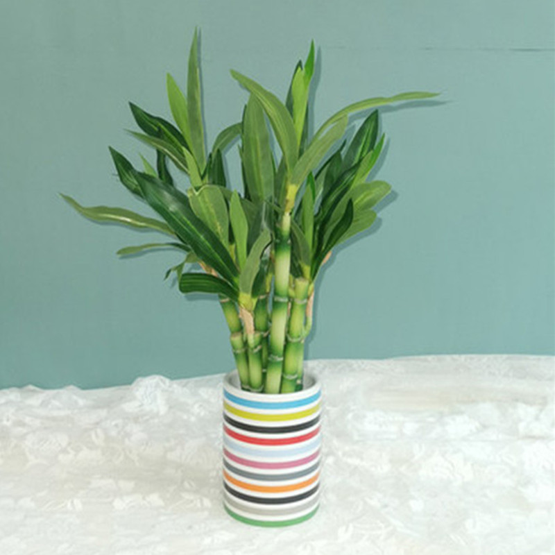 New 40cm rFtificial Lucky Bamb – Echeveria Succulent Bewertung und Preis