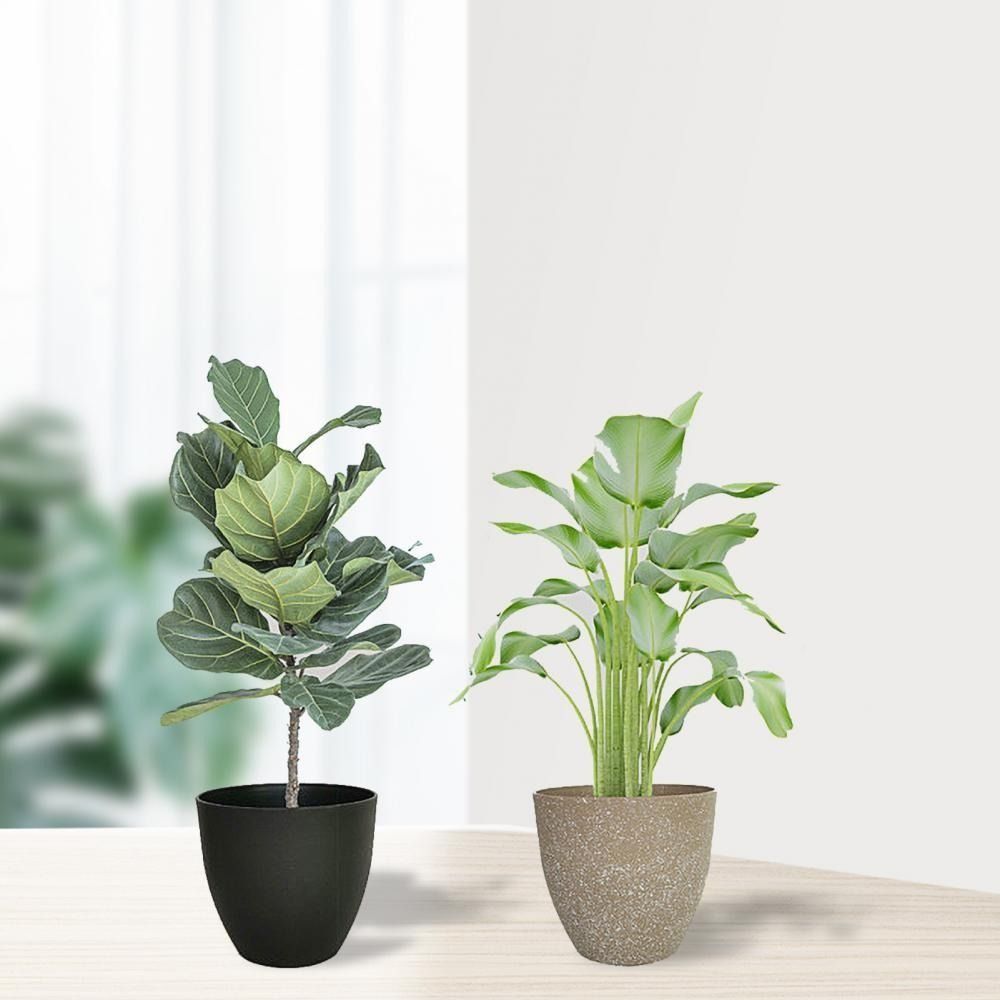 Frosted Imitation Stone Flower – Aloe Vera Pot Bewertung und Preis