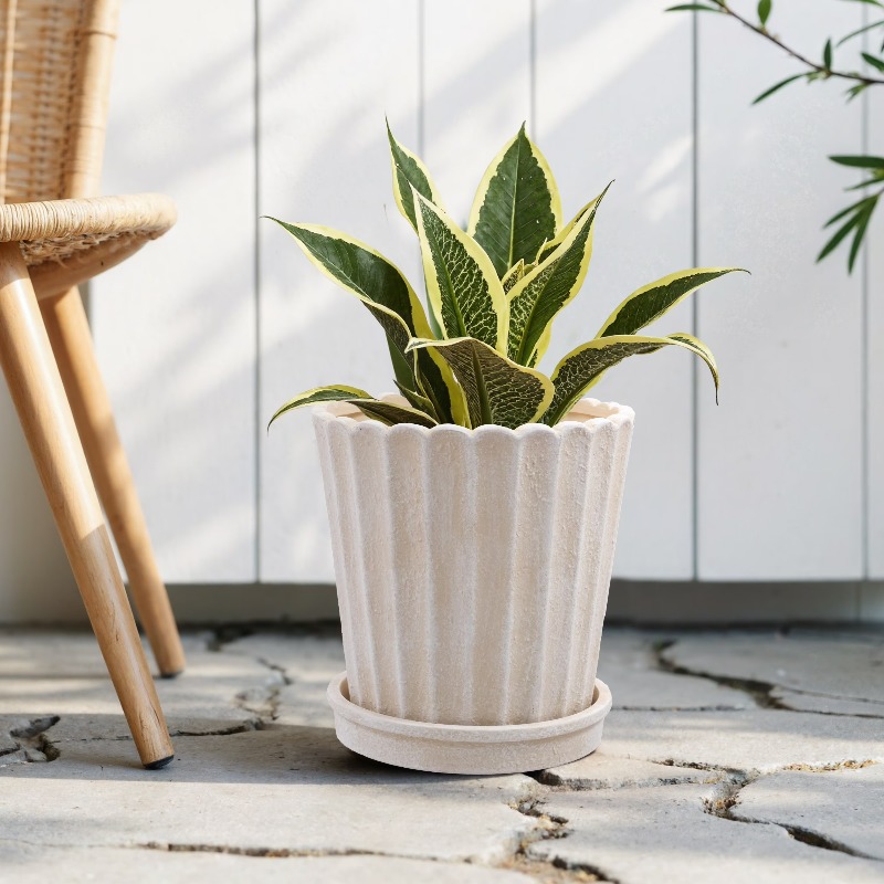 8 Inch Shell Planter Cream Cer – Aloe Vera Pot Bewertung und Preis
