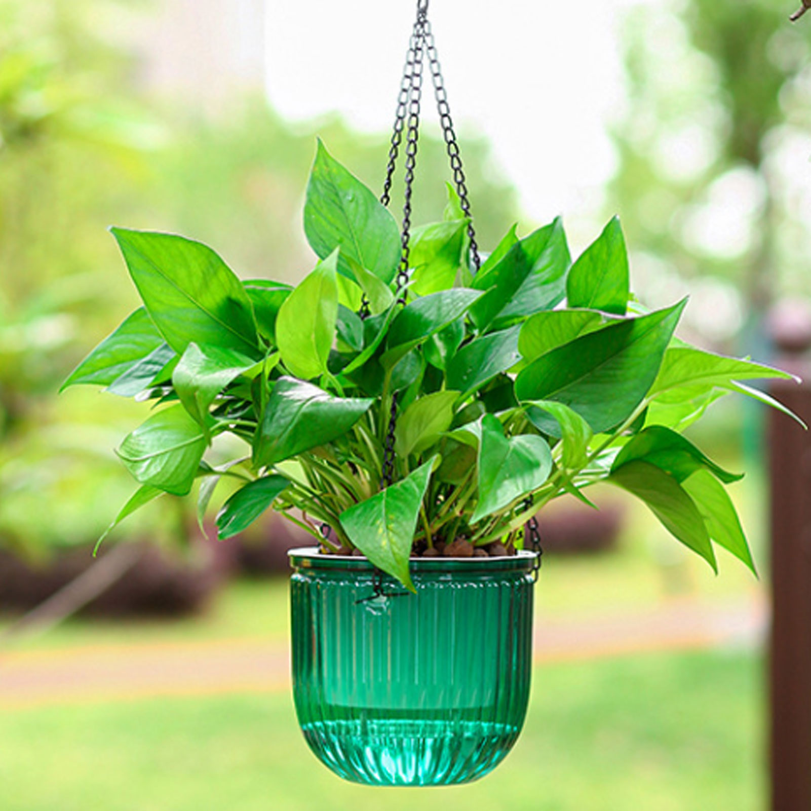 Automatic Self Watering Plant  – Spider Plant Hanging Bewertung und Preis