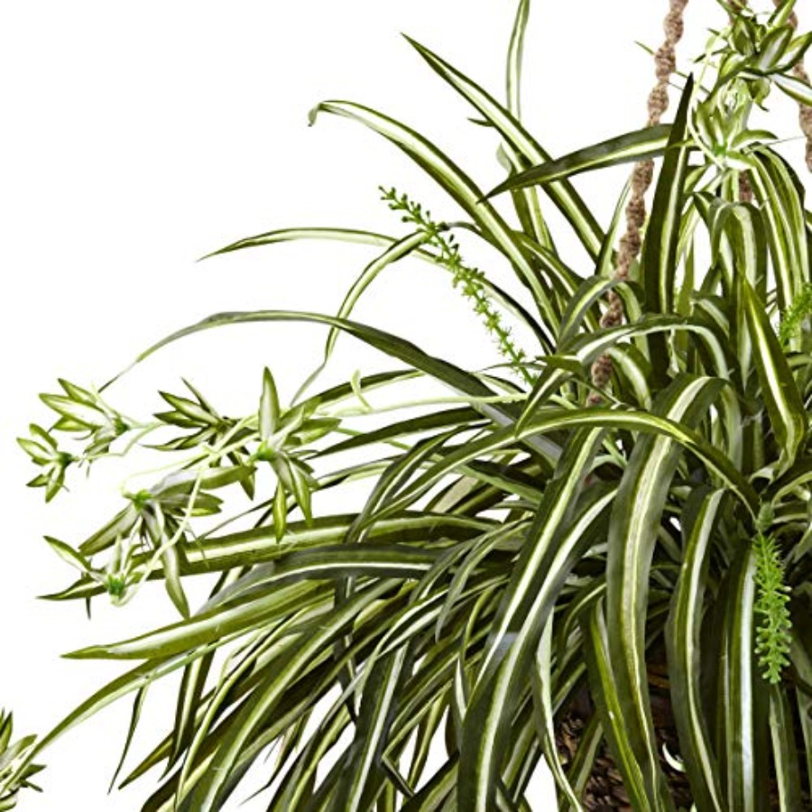 Spider Plant Hanging Basket – Spider Plant Hanging Bewertung und Preis
