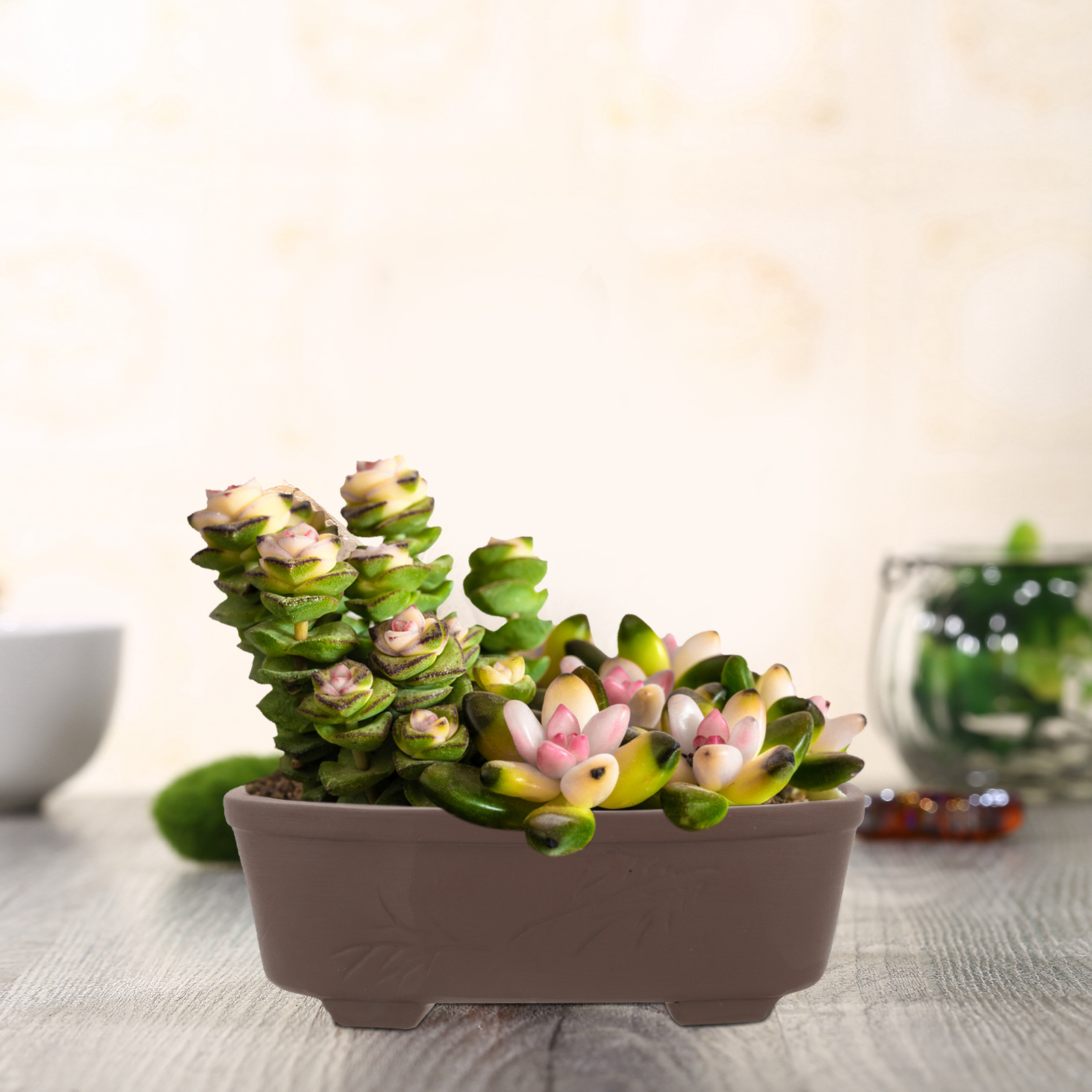 Handmade Vintage Style Clay Te – Pilea Peperomioides Bewertung und Preis