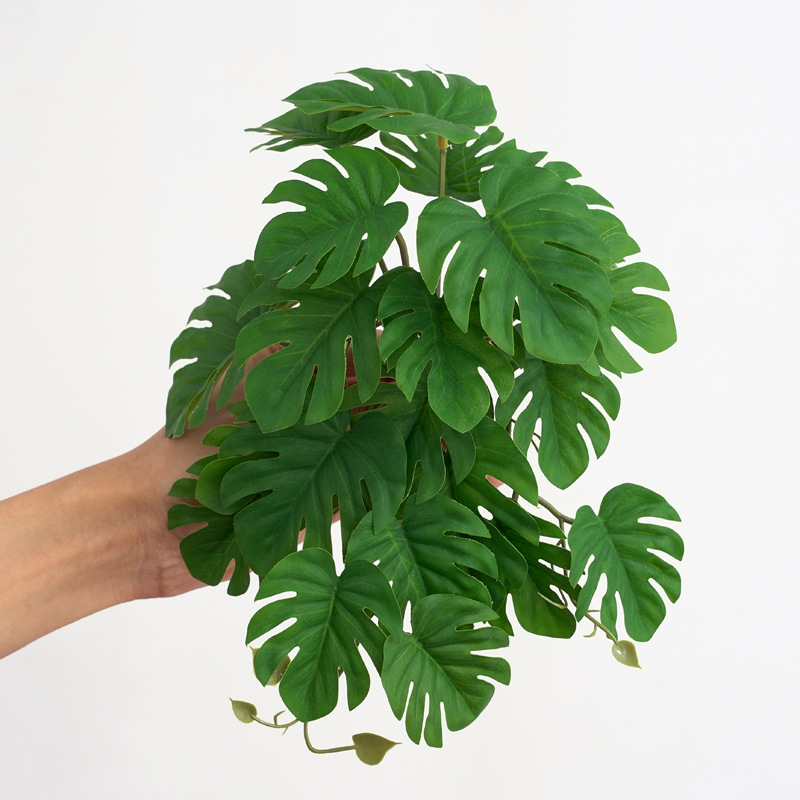 Reptile Plants for Terrarium A – Monstera Adansonii Bewertung und Preis