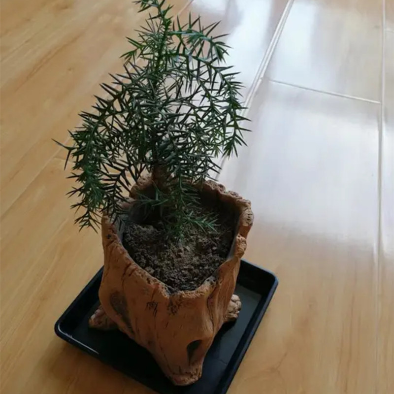 Imitation Wooden Stakes Tree R – Echeveria Succulent Bewertung und Preis