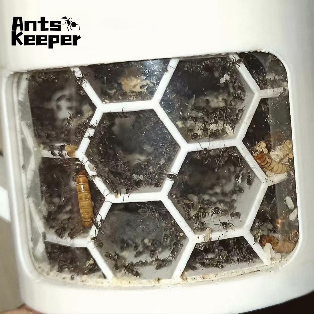 【Honeycomb】360 Degree Viewing  – Begonia Rex Bewertung und Preis