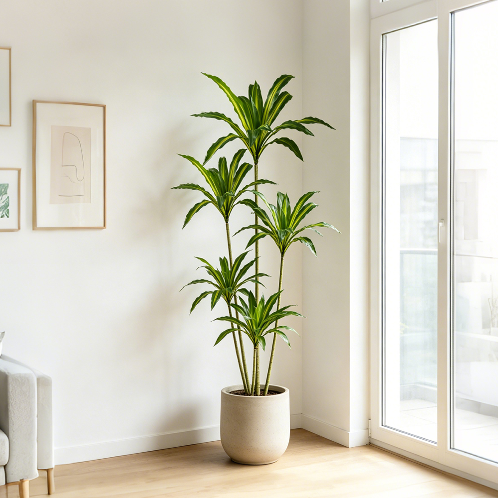 80-165cm Large Artifcial Draca – Dracaena Marginata Bewertung und Preis