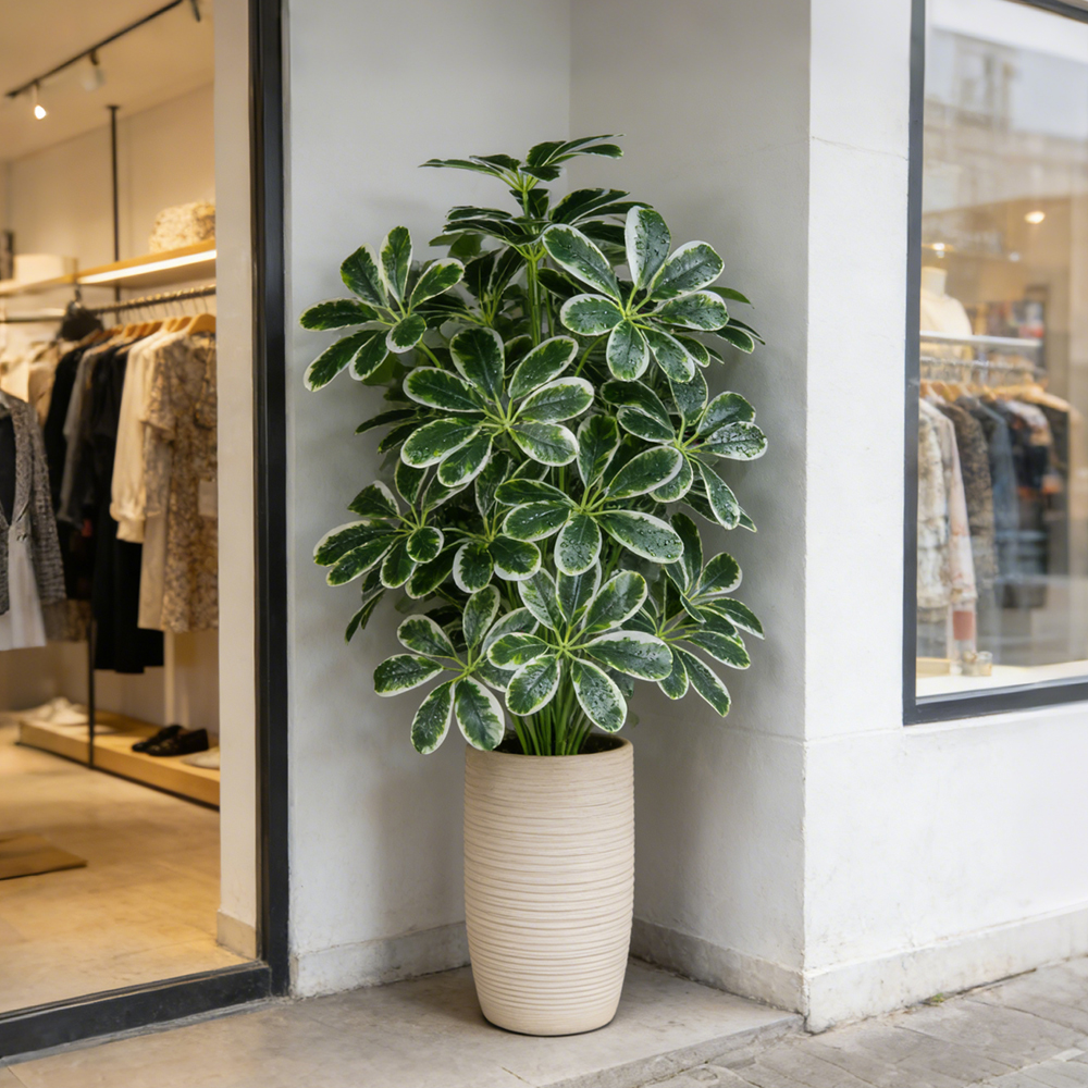 50-75cm Artifficial Maranta Pl – Dracaena Marginata Bewertung und Preis