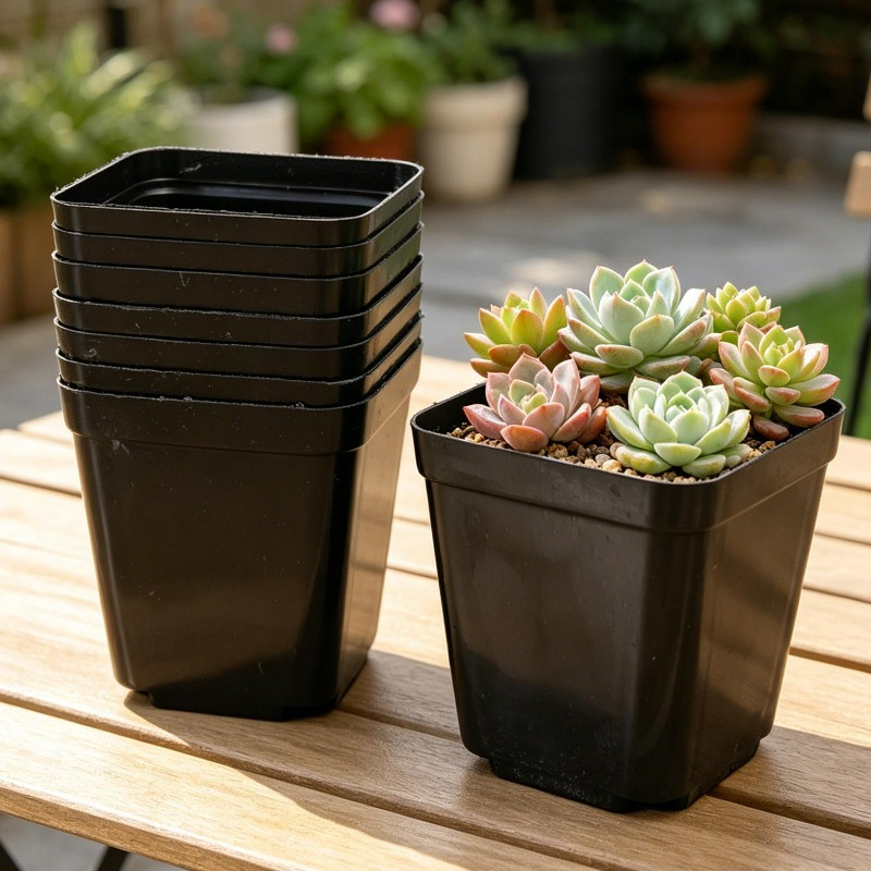 10/50Pcs Square Succulent Plas – Echeveria Succulent Bewertung und Preis