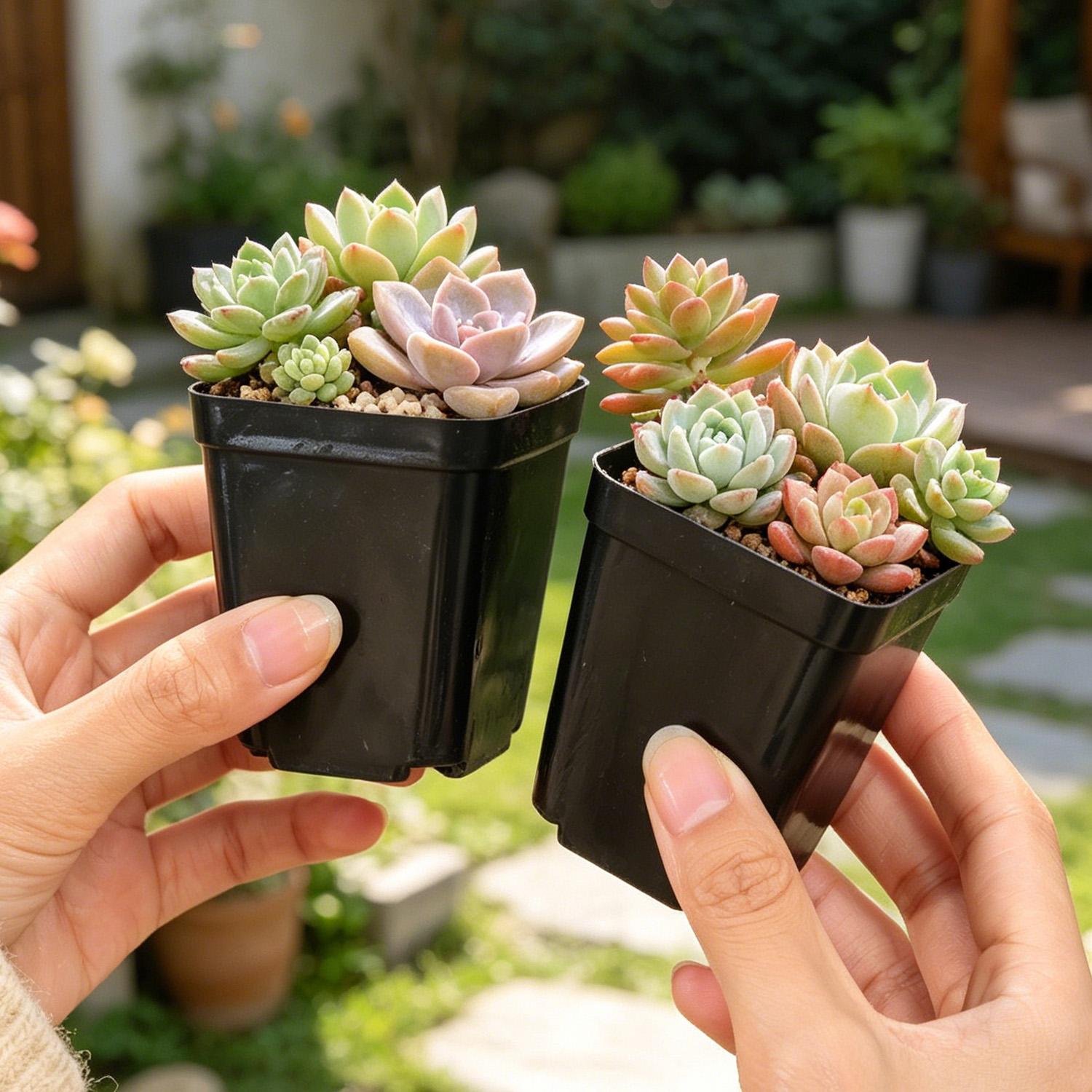 10/50Pcs Square Succulent Plas – Echeveria Succulent Bewertung und Preis