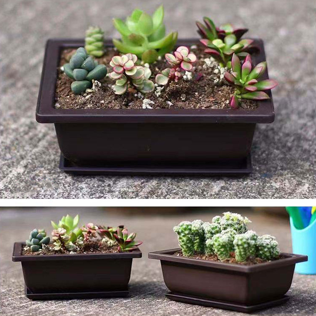 Plant Pots Bonsai Succulent Nu – Pilea Peperomioides Bewertung und Preis