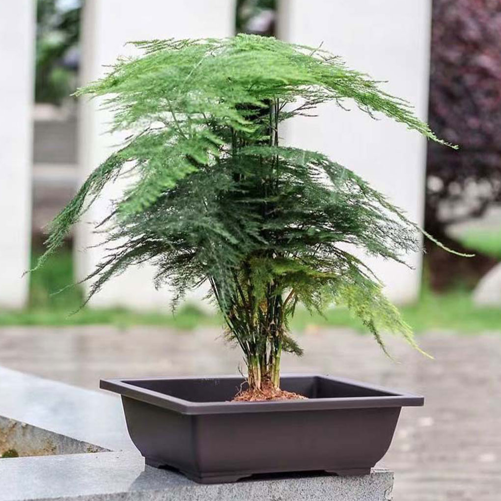 Plant Pots Bonsai Succulent Nu – Pilea Peperomioides Bewertung und Preis