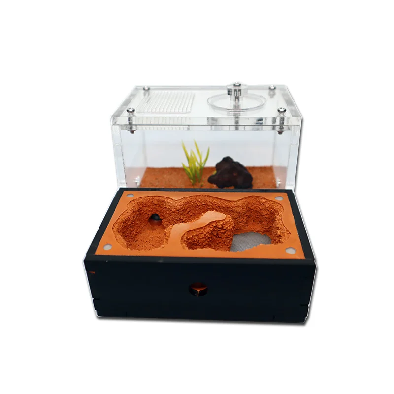 Yellow Soil Ant Farm with Exte – Begonia Rex Bewertung und Preis