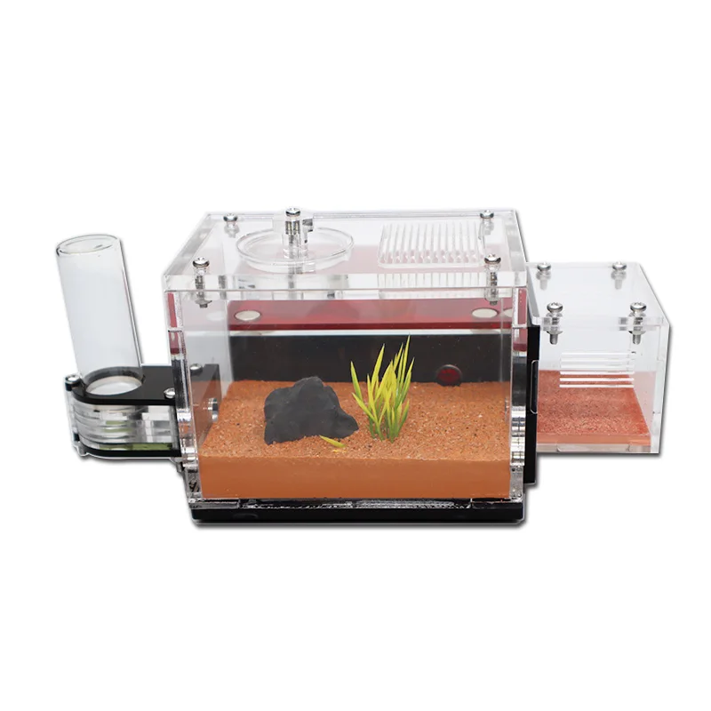 Yellow Soil Ant Farm with Exte – Begonia Rex Bewertung und Preis