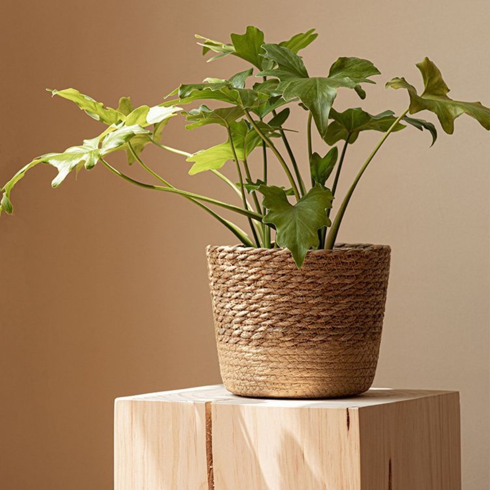 Straw Weaving Flower Plant Pot – Aloe Vera Pot Bewertung und Preis