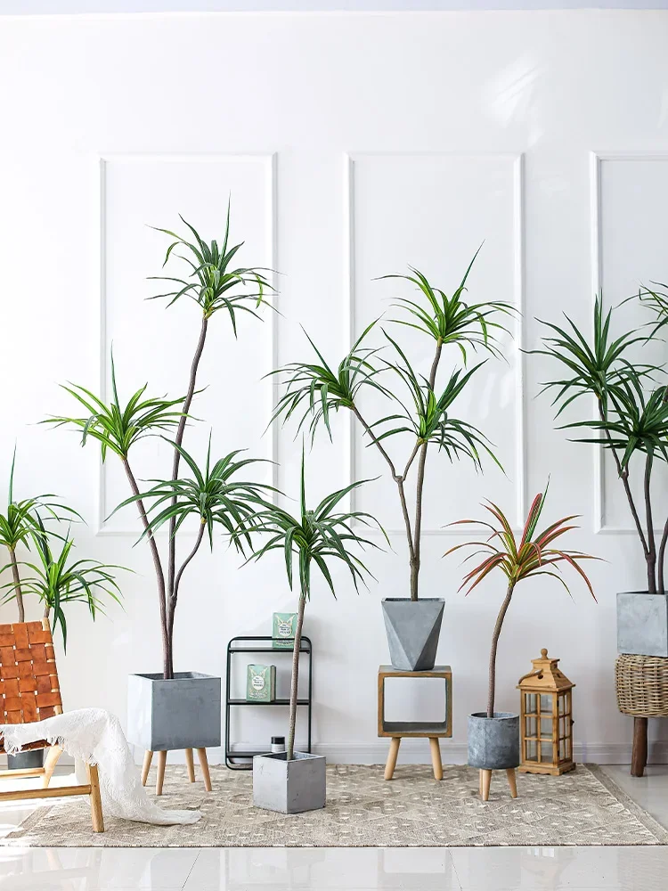 Simulation Plant Dracaena Marg – Dracaena Marginata Bewertung und Preis