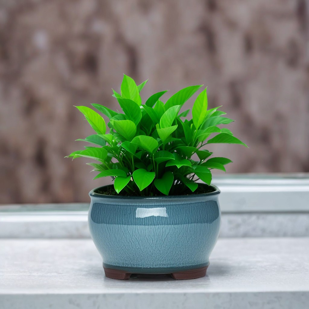 Ceramic Garden Planter Pots Ce – Pilea Peperomioides Bewertung und Preis