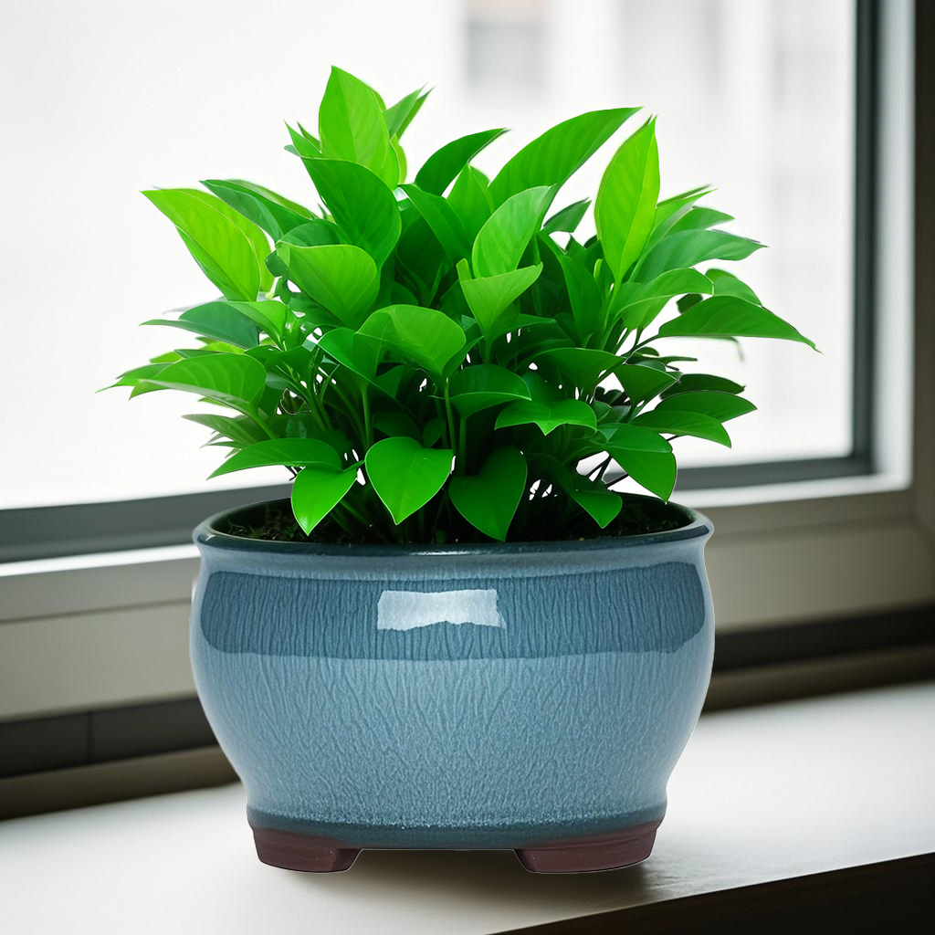 Ceramic Garden Planter Pots Ce – Pilea Peperomioides Bewertung und Preis